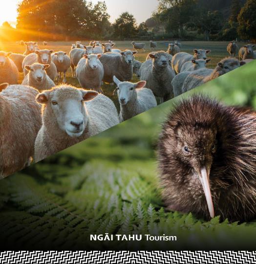 Agrodome and Kiwi Hatchery Family Combo
